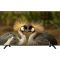 Televizor Neos 43" LED Smart TV (43N6500) Televizor Neos 43" LED Smart TV (43N6500)