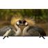 Televizor Neos 43" LED Smart TV (43N6500) Televizor Neos 43" LED Smart TV (43N6500)
